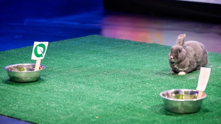 Liquid letdown: LCS Week 8, Day 2 recap