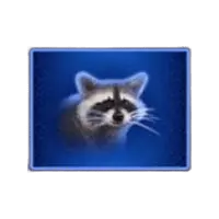 Raccoon